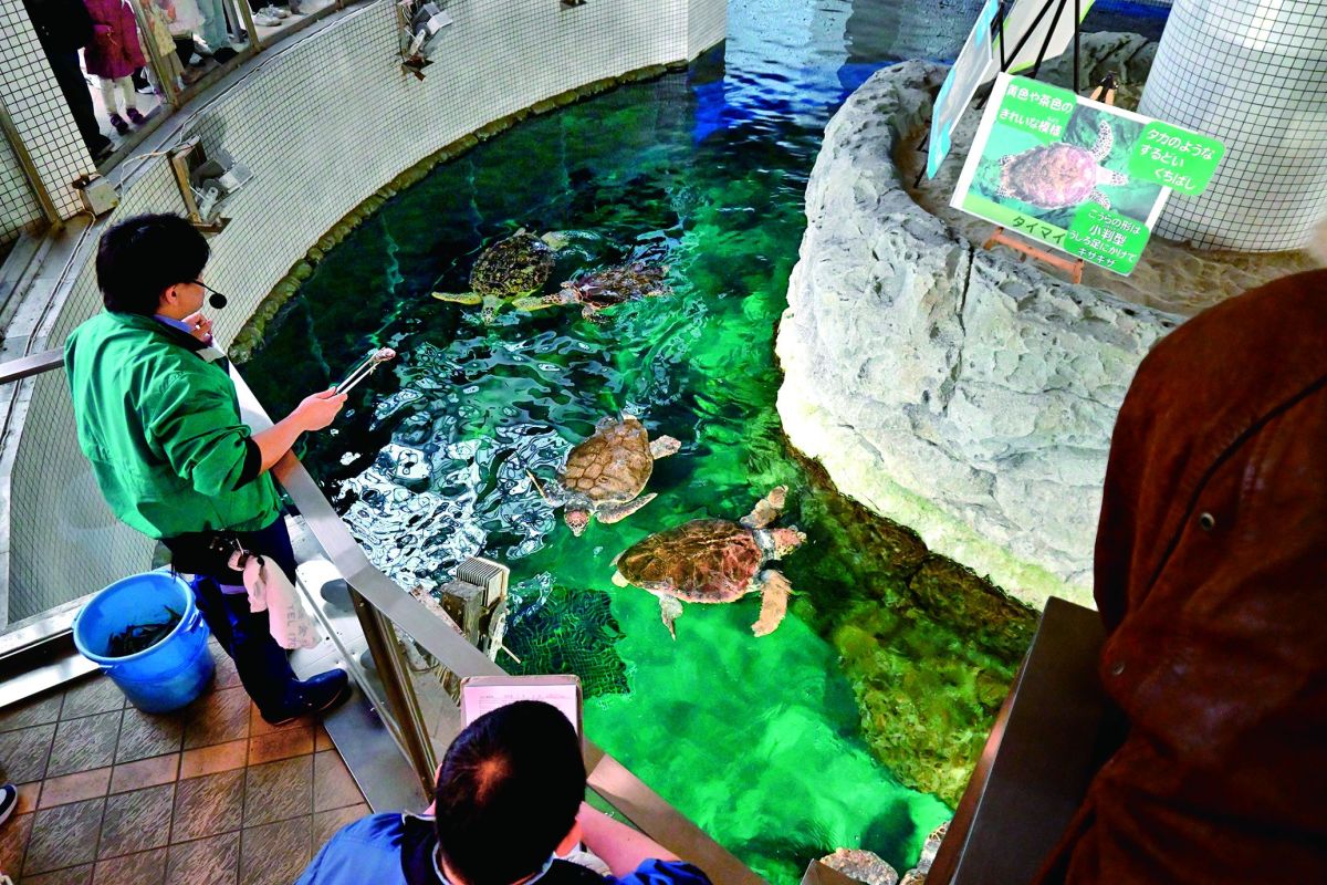 名古屋港水族館　うみがめ