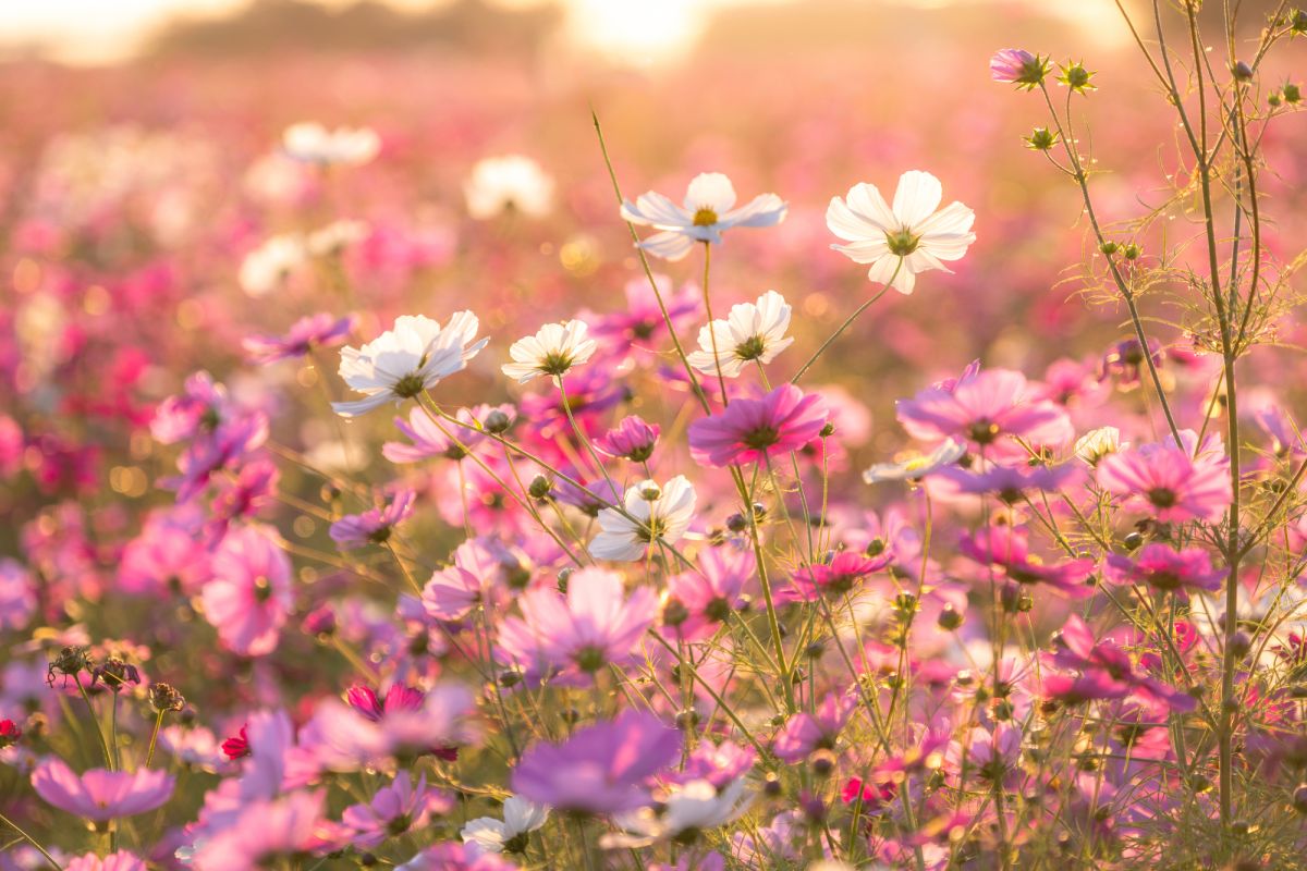秋桜