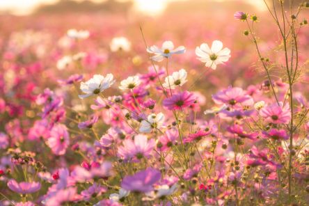 【保存版】秋といえば何を思い浮かべる？食べ物・行事・花・旅行で秋を満喫