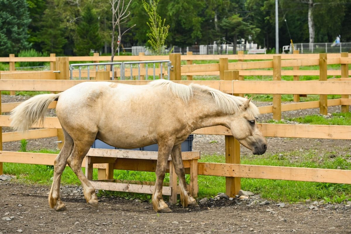 ホースパークの馬