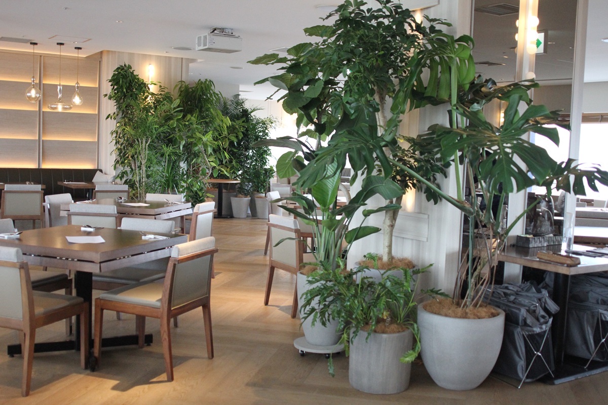 店内の観葉植物