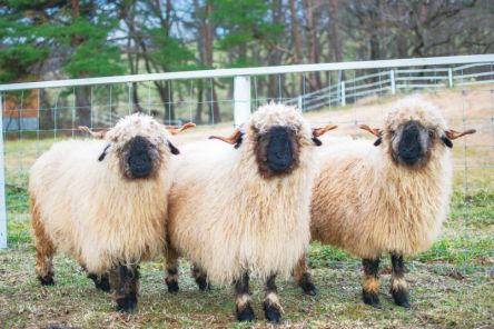 【栃木・那須】かわいい生き物たちに大接近！癒やしの動物スポット5選