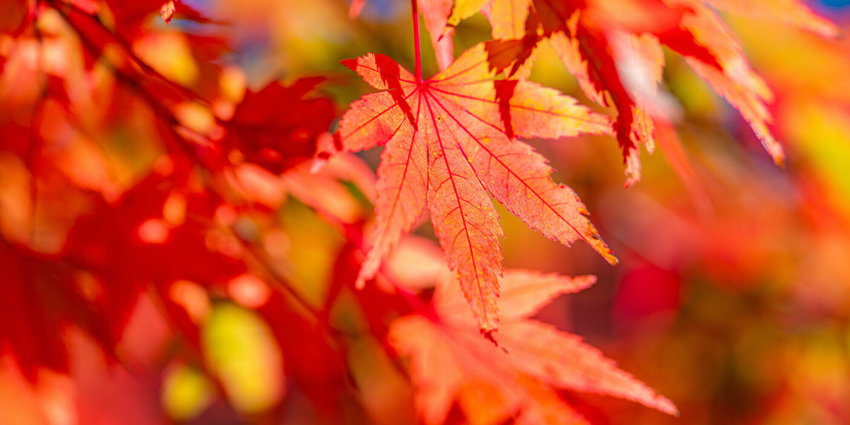 紅葉