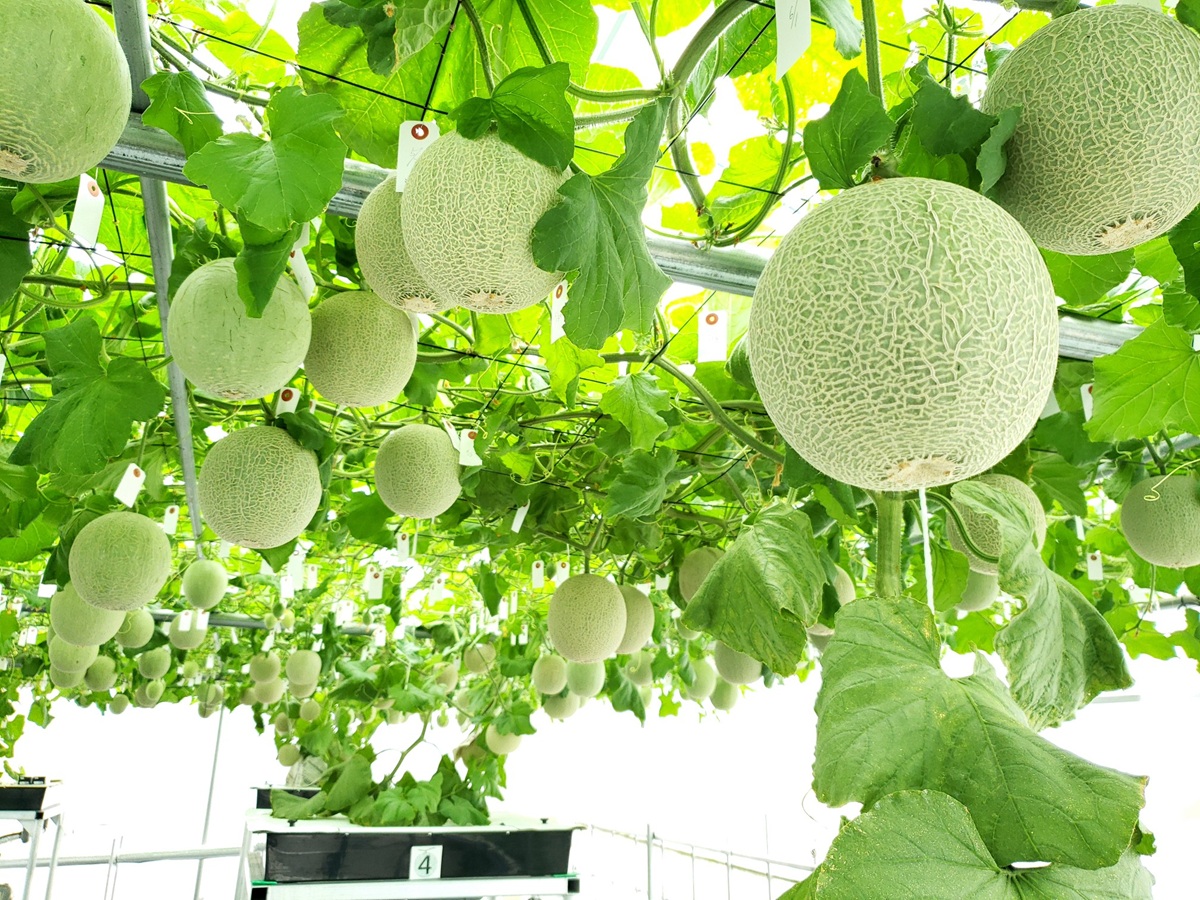 「道の駅 湯の香しおばら」の「宙飛ぶメロン」栽培風景