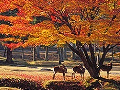 奈良公園