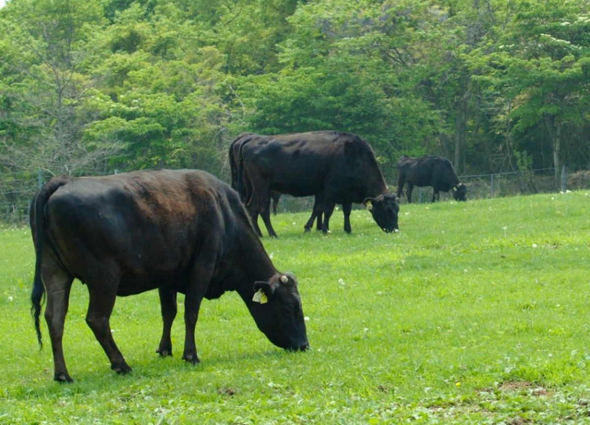 「あ・かうはーど」黒毛和牛