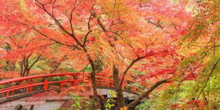 群馬県でおすすめの紅葉名所～見頃やライトアップなどの2026年情報～
