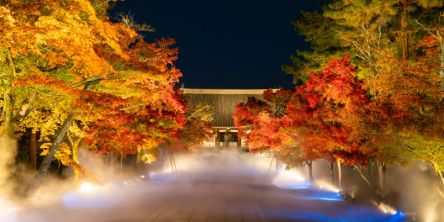 京都で紅葉ライトアップや夜間特別拝観がおすすめの名所2026