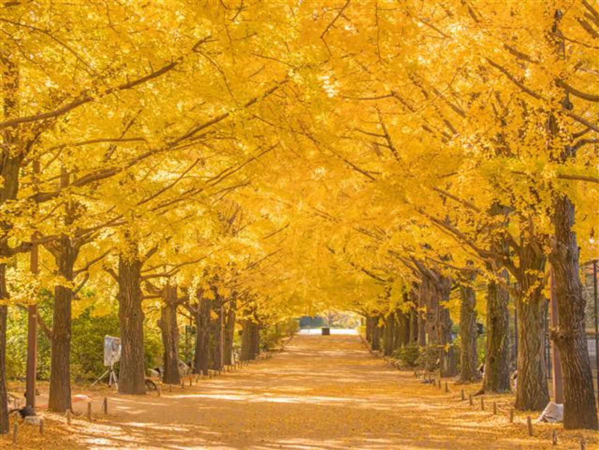 国営昭和記念公園