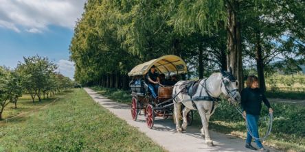 【滋賀】紅葉のメタセコイア並木で馬車や乗馬体験を！「メタセコイアと馬の森」で過ごす休日