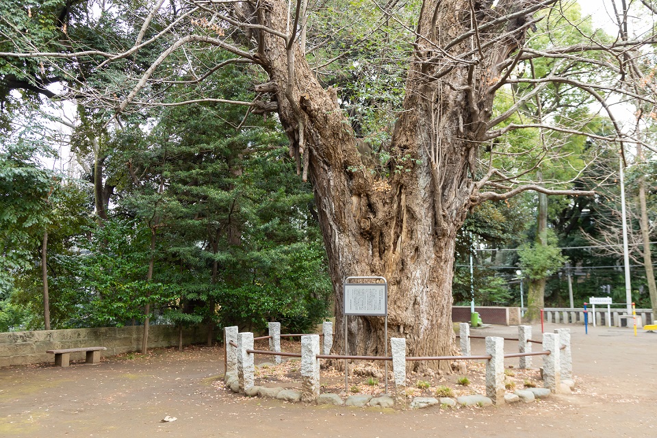 境内にある樹齢400年の大銀杏も必見