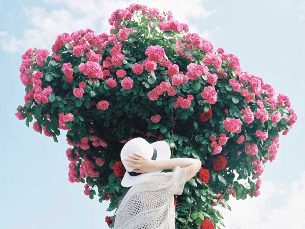 初夏の新緑とカラフルな花で季節を感じましょう【Masa の関西カメラさんぽ2】