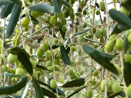 Amuse Fes in MAKUHARI 2018 –雨男晴女-に「るるぶキッチンカー」が出店！限定メニューが登場