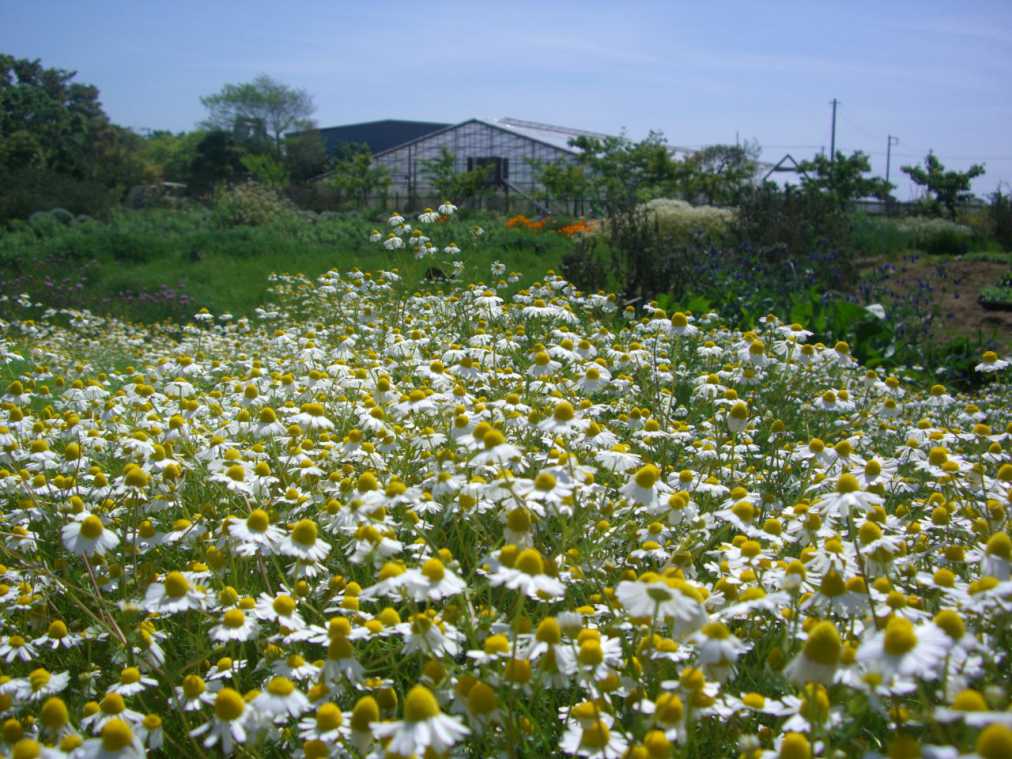 香りに疲労回復効果があるカモミールは4月がシーズン