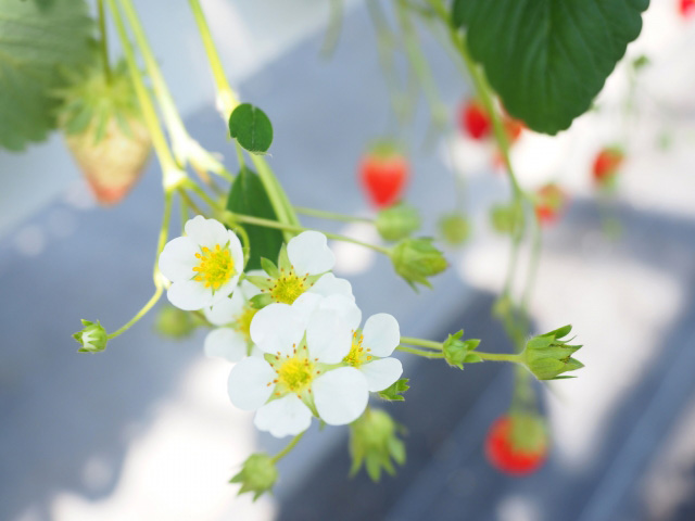 宮城のいちご狩りおすすめスポット（2025年最新版） 安くて人気の食べ放題もご紹介！