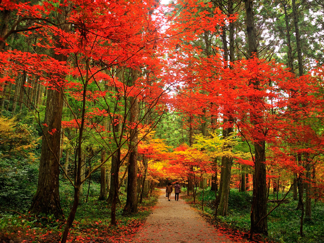 静岡県でおすすめの紅葉名所 見頃やライトアップなどの21年情報