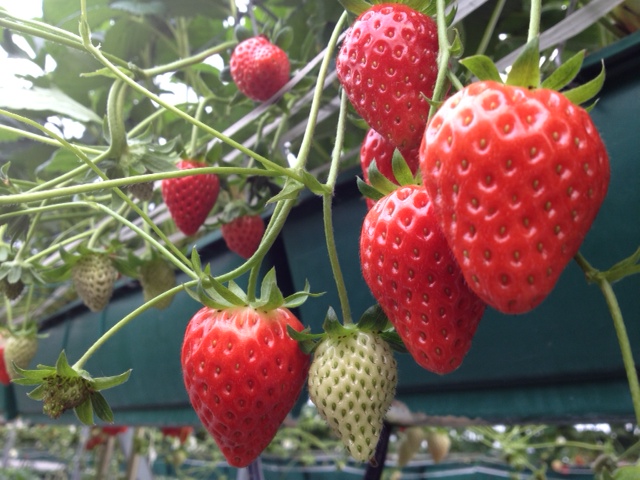 愛媛のいちご狩りおすすめスポット（2025年最新版） 安くて人気の食べ放題もご紹介！