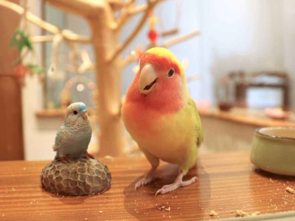可愛いコザクラインコに癒されちゃう、京都の路地の隠れ家カフェ