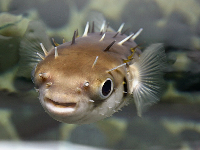 下関といえばフグ！@kaikyokan