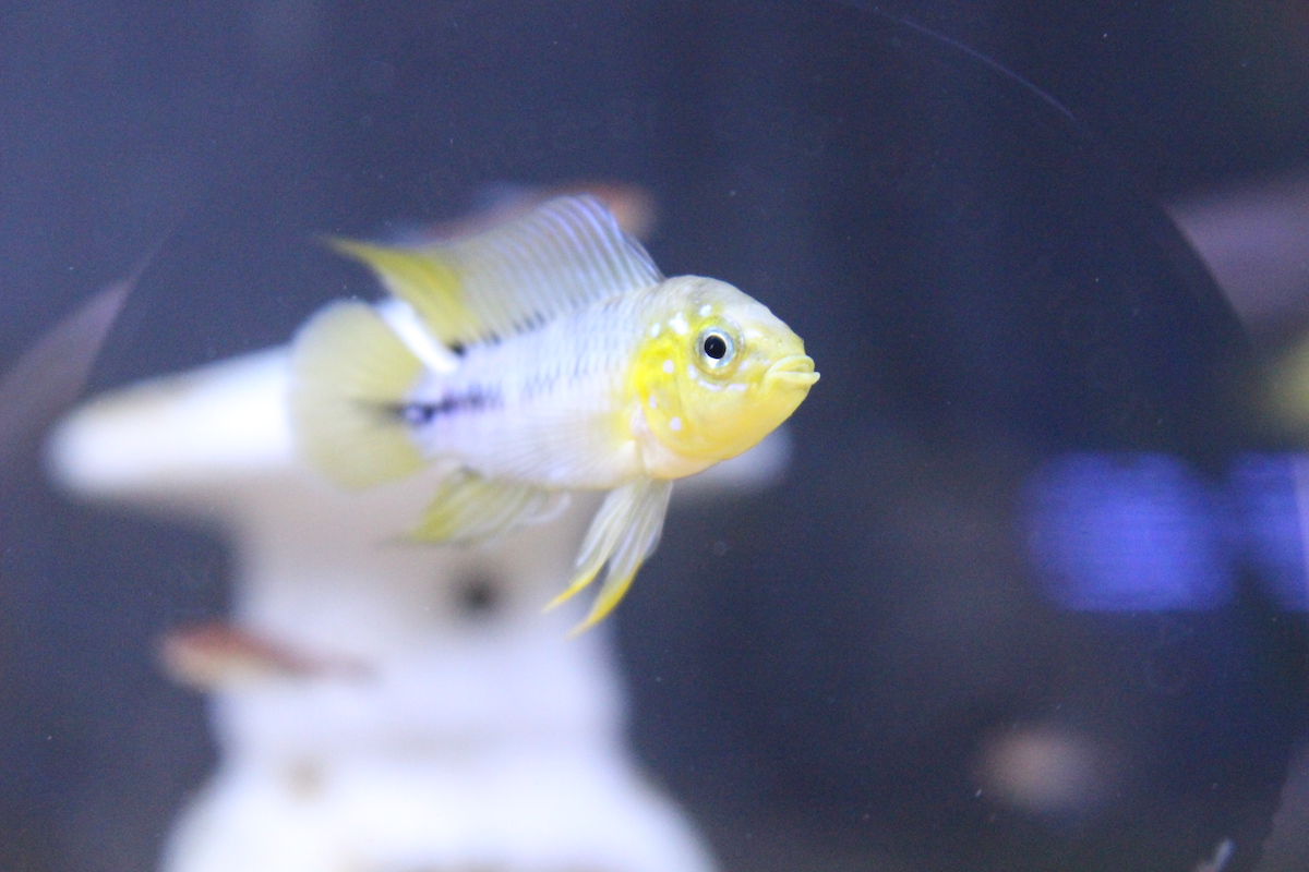 アピストグラマ・ボレリー（ペア）2000円