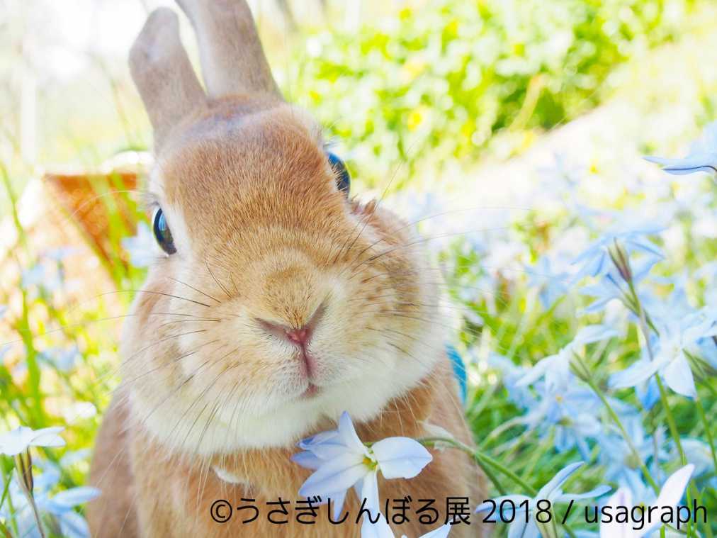 出展者総数は過去最大の25組！「うさぎしんぼる展 2018」で癒されよう