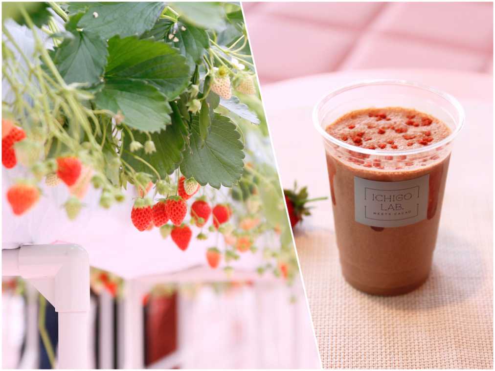 いちご好き歓喜のテーマパーク！いちご狩りにカフェ…1年中頰が緩みっぱなし！