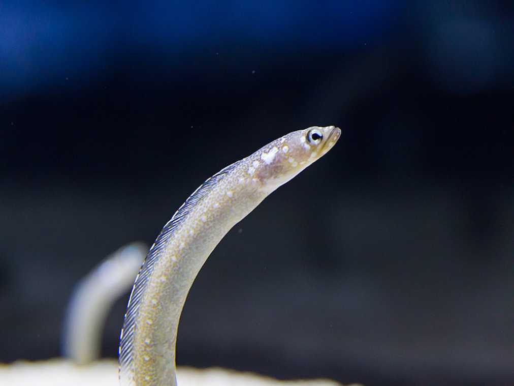 白いドット模様が特徴のホワイトスポッテッドガーデンイール