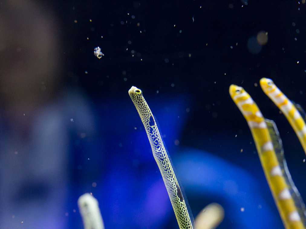 ゴハンが来たー！