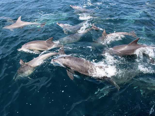野生のイルカに遭遇!?　九州・天草諸島の美しい海で感動ネイチャープラン