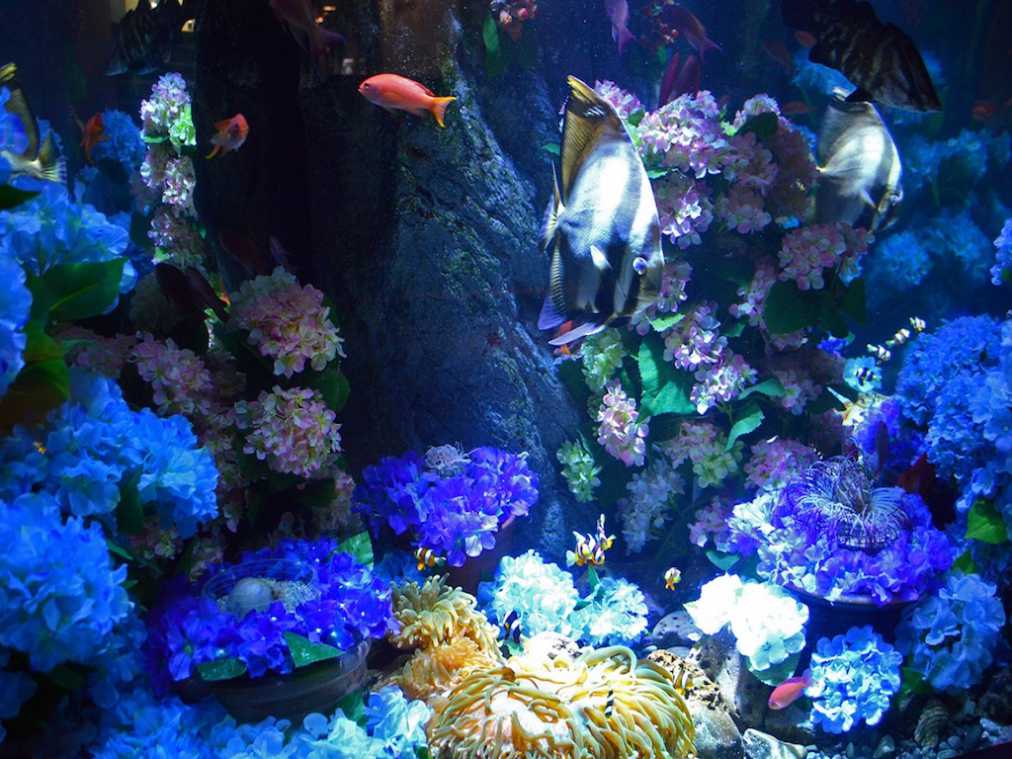 水族館でアジサイを楽しむのはいかが？新江ノ島水族館のあじさいイベント
