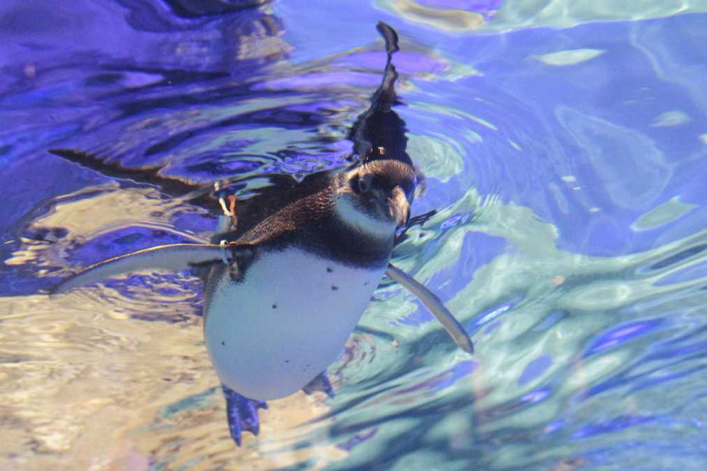 2017年にすみだ水族館で誕生した、その名も「ちょうちん」
