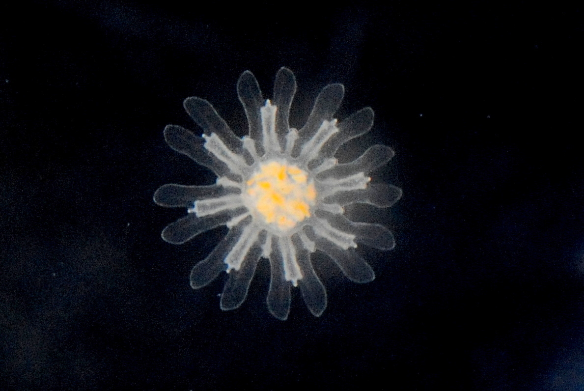 開催場所：交流プラザ