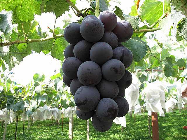 長野県でおすすめのぶどう狩り！2025年の時期や食べ放題、品種は？