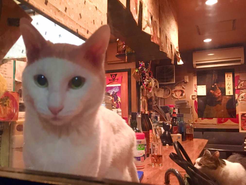 居心地よすぎて朝までコース!?猫が客引きするゴールデン街のBARは、金曜日に行きたい！
