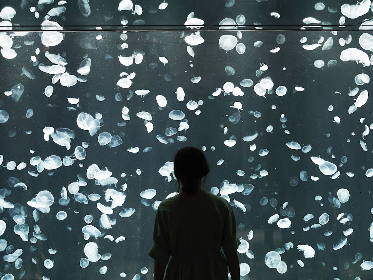 まるで宇宙にいるみたい！真っ暗な空間にクラゲが漂う幻想的スポット