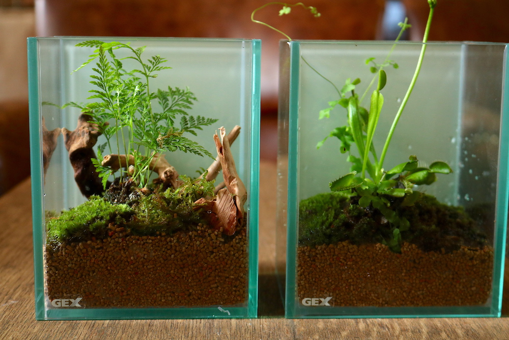 ミニパルダリウム　 各5000円