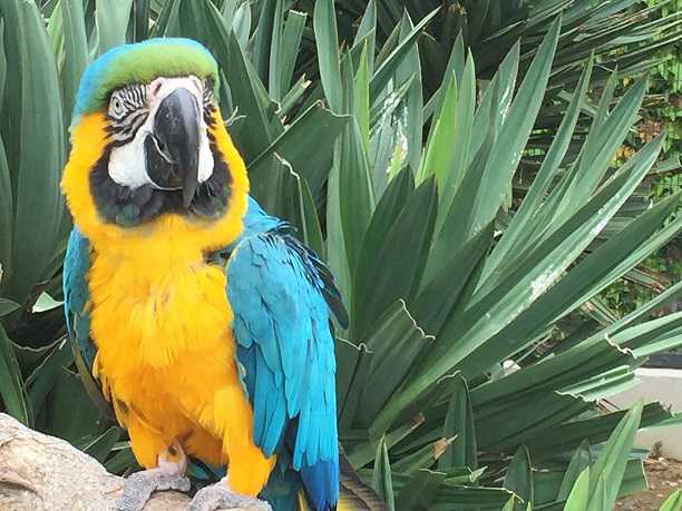 ハワイの植物や動物とふれ合える！日本にいながら南国気分を楽しもう