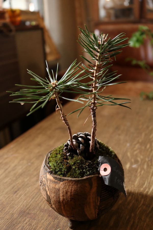 信楽焼作家の器とぼっくり松 　4500円