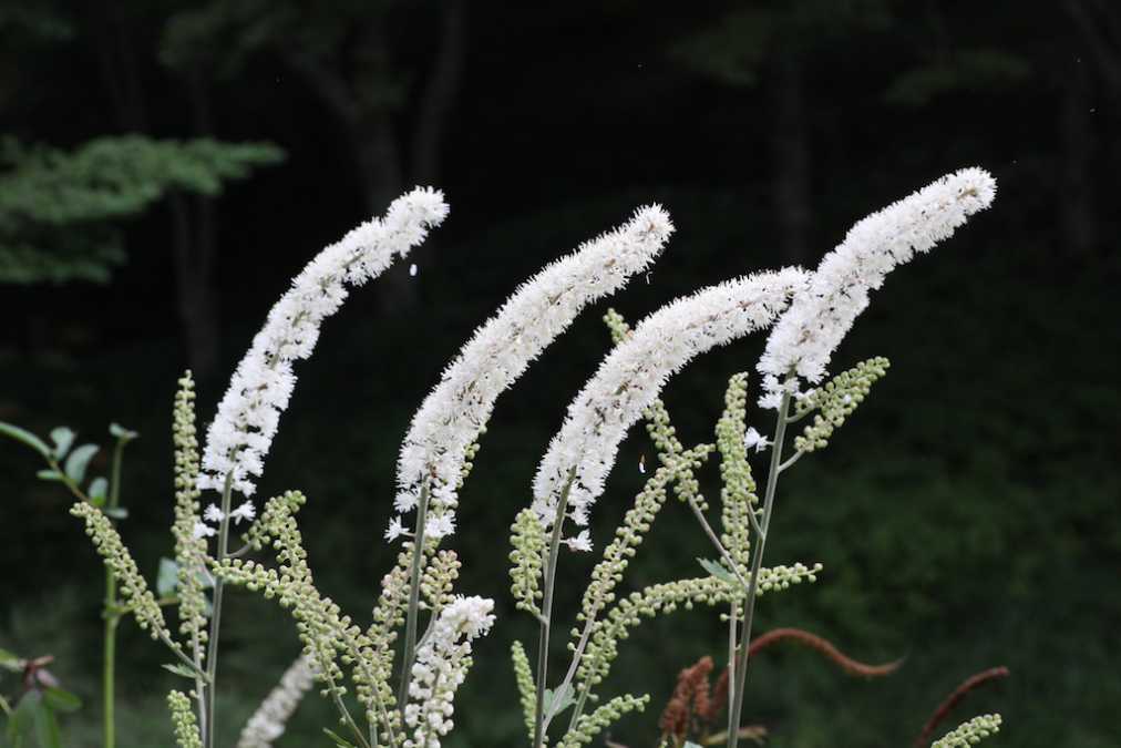 サラシナショウマ