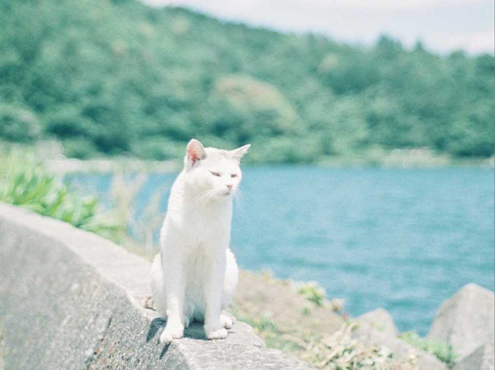 琵琶湖の中の猫の島【Masa の関西カメラさんぽ1】