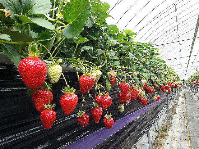 香川のいちご狩りおすすめスポット（2025年最新版） 安くて人気の食べ放題もご紹介！