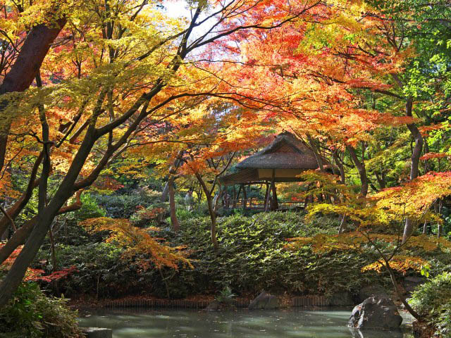 東京都でおすすめの紅葉名所~見頃やライトアップなどの2025年情報~