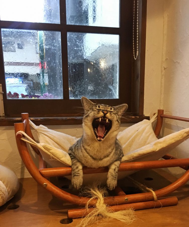 オーナーの飼い猫モモタくん。この子は里親募集の対象外