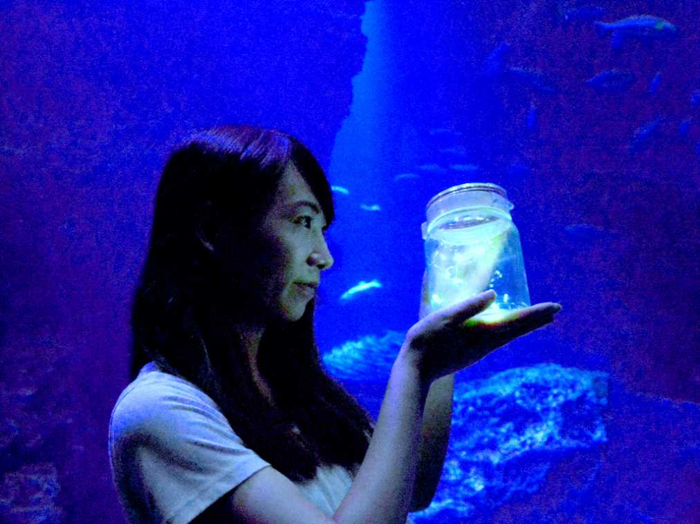 京都水族館で夏休みの3日間限定、ホタルが主役のイベント開催！