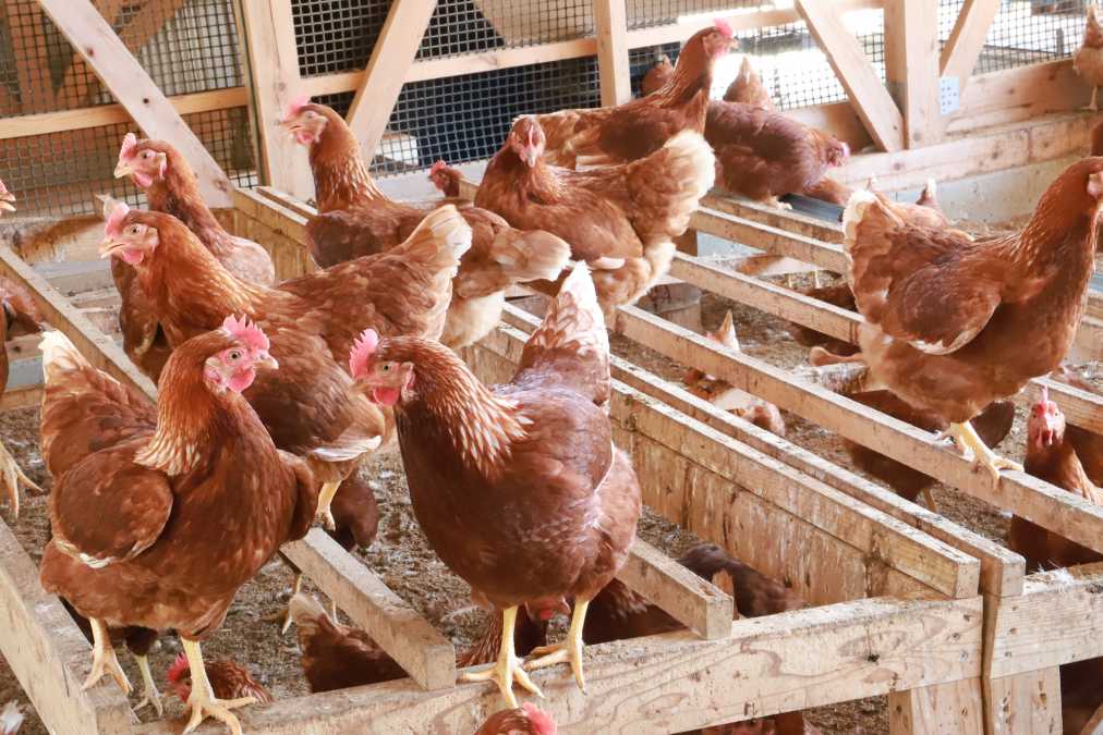 茨城県にある直営農場で、ストレスフリーに暮らす鶏たち