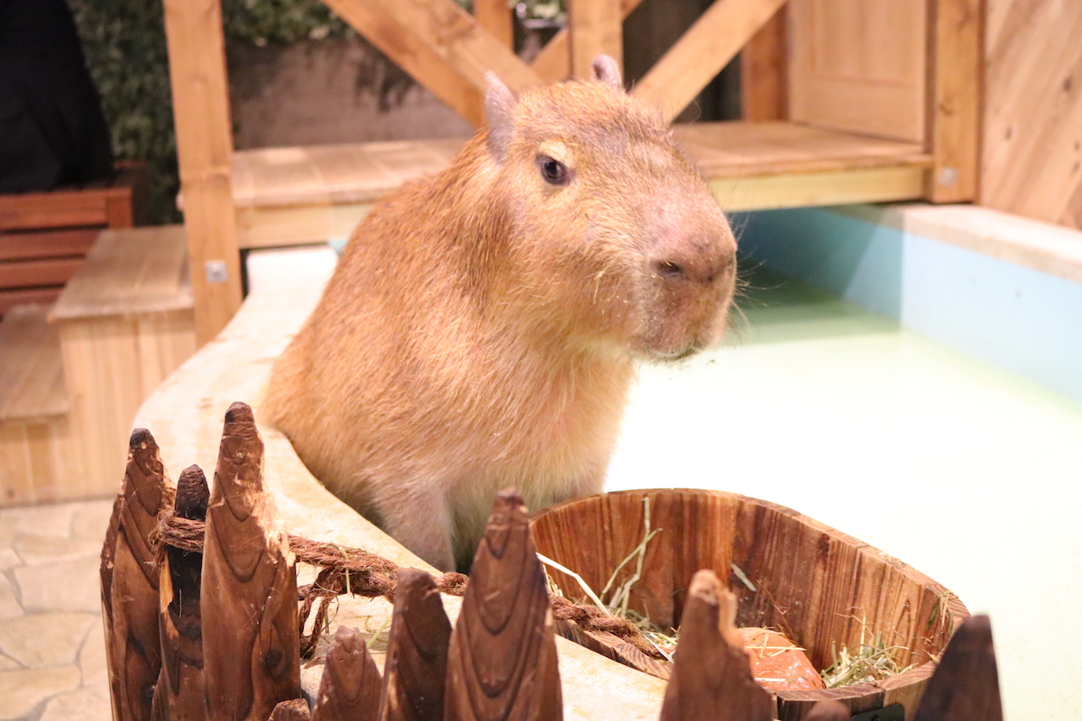 カピバラはの～んびり