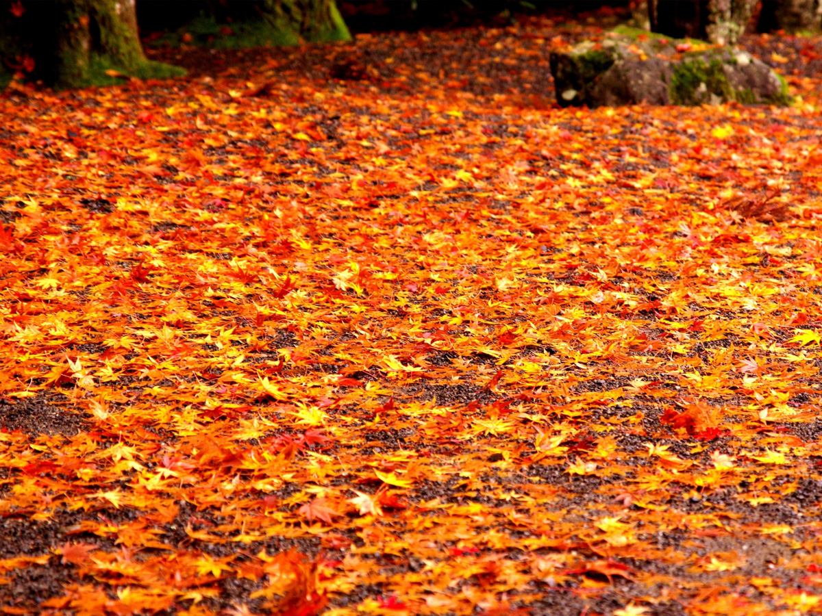 和歌山県でおすすめの紅葉名所 見頃などの年情報 るるぶ More