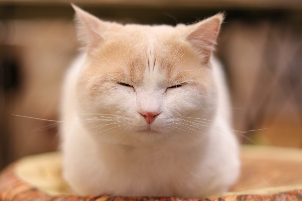 今にも眠ってしまいそう…！