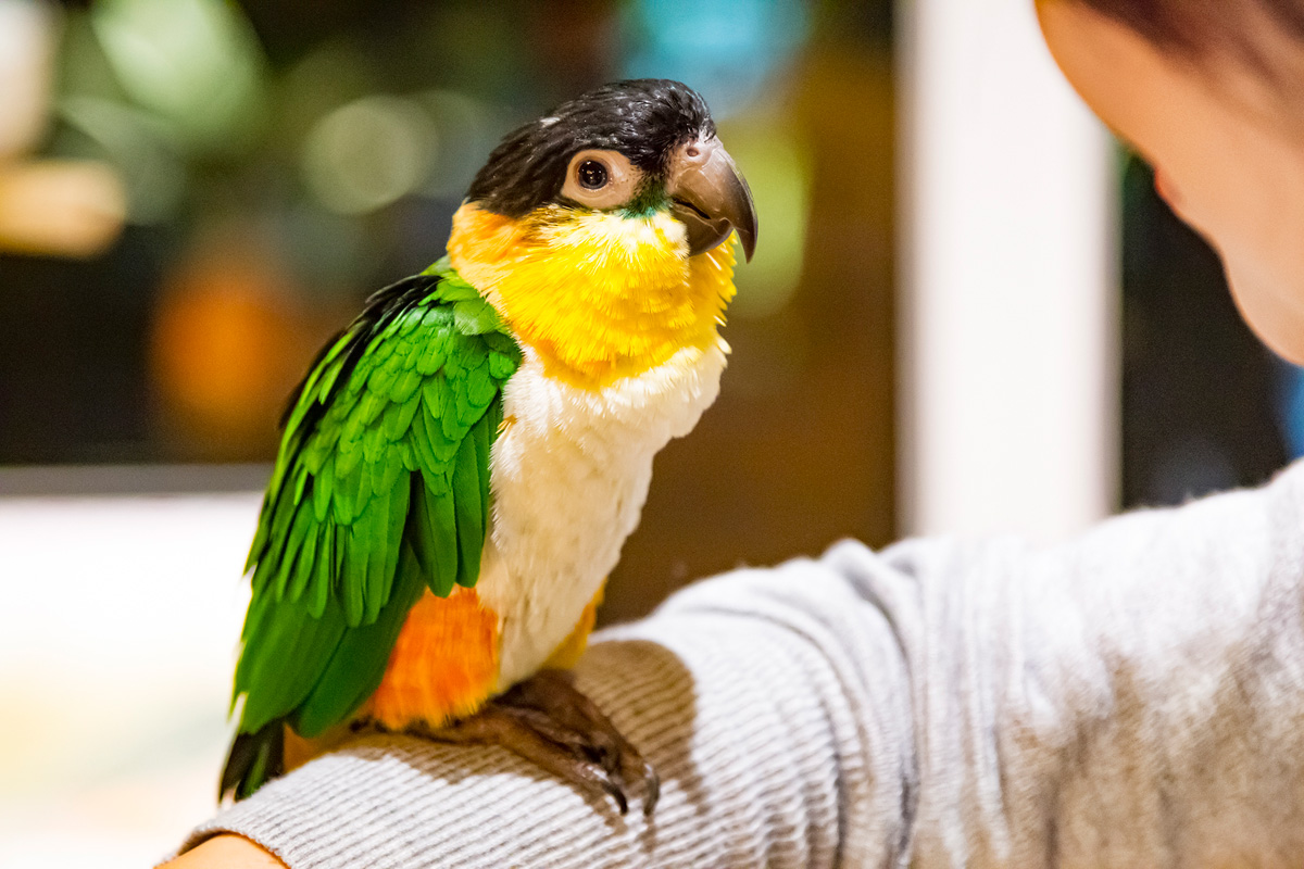 スタッフにお願いするとふれあえるズグロシロハラインコも