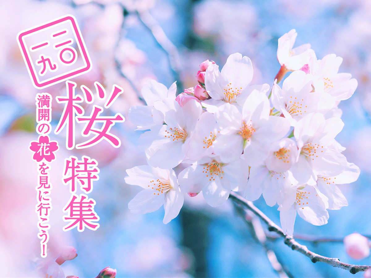 満開の花を見に行こう！桜特集2019